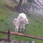 Monte Lucco - Castel Firmian